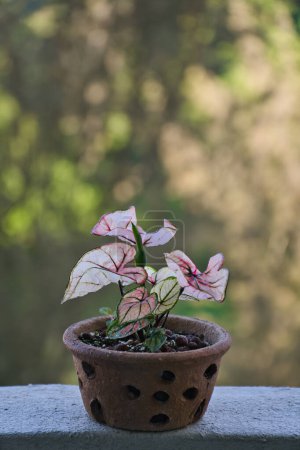 A caladium bicolor plant in a pot sitting on a ledge. Blurred bokeh background.