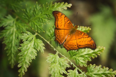 Bring orange butterfly resting on green leaves. Blurred bokeh background.