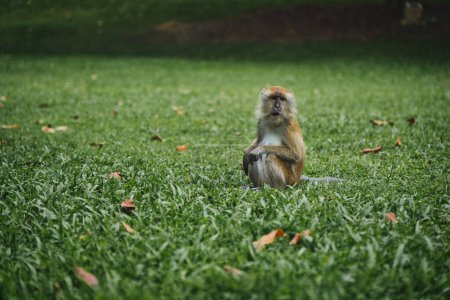 Téléchargez les photos : Jeune macaque assis seul sur le champ d'herbe, avec expression sur le visage. - en image libre de droit