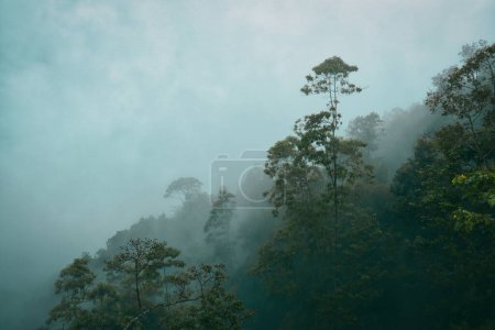 Téléchargez les photos : Misty brouillard forêt tropicale paysage de pente de montagne. Tranquille et lunatique. - en image libre de droit
