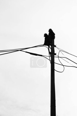 Photo for Macaques sitting on top of an electric pole. Black and white in silhouette. - Royalty Free Image