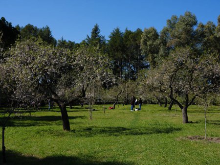 Foto de Vista de los almendros en flor en el parque Quinta de los Molinos de Madrid, 1 de marzo de 2024 España - Imagen libre de derechos