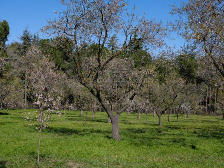 Téléchargez les photos : Vist of the Almond Trees in bloom in the Quinta de los Molinos park in Madrid, 1 mars 2024 Espagne - en image libre de droit