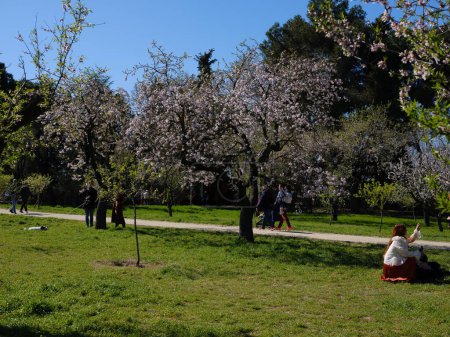 Téléchargez les photos : Vist of the Almond Trees in bloom in the Quinta de los Molinos park in Madrid, 1 mars 2024 Espagne - en image libre de droit