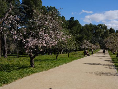 Foto de Vista de los almendros en flor en el parque Quinta de los Molinos de Madrid, 1 de marzo de 2024 España - Imagen libre de derechos