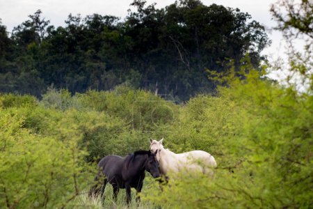 Foto de Animales ecuestres pastando en la hierba y el bosque de espinos - Imagen libre de derechos