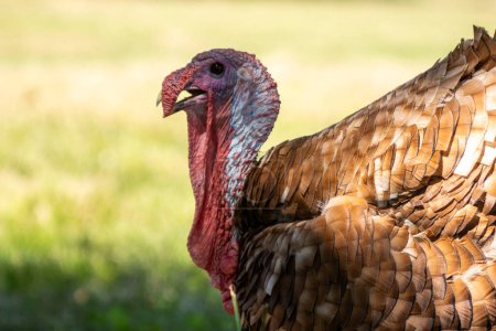 The morning sun illuminates the cousins of a male turkey strolling around the farm.