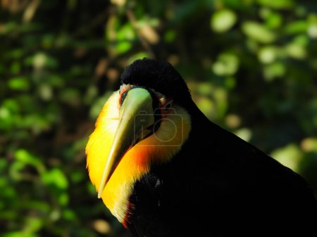Téléchargez les photos : Beau toucan dans le parc Foz do Iguazu. Iguazu tombe. Photo rapprochée. Fond flou - en image libre de droit