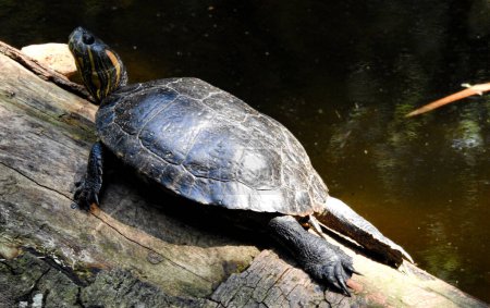 Freshwater tortoise in the Iguazu national park. Close-up photo. Podocnemis lewyana