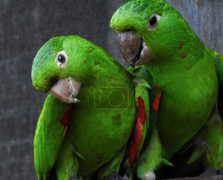 Funny photo of a parrot talking in the ear of its companion. Typical rainforest fauna . Close up picture