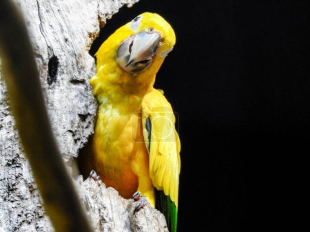 Lustiger Papagei, der sich an einen Baum lehnt. Typische Regenwaldfauna. Nahaufnahme