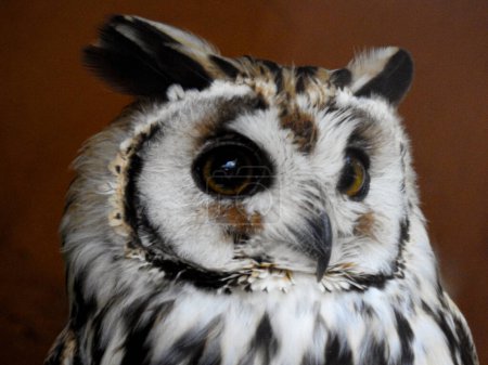 Eared Owl, typical bird of south america rainforest. Asio clamator or Pseudoscops clamator