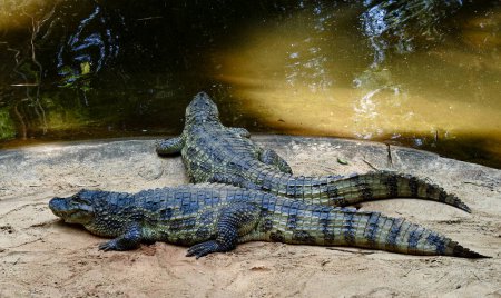 Téléchargez les photos : Quelques CaimansCaimaninae, Parc National d'Iguazu, Rivière Iguazu - en image libre de droit