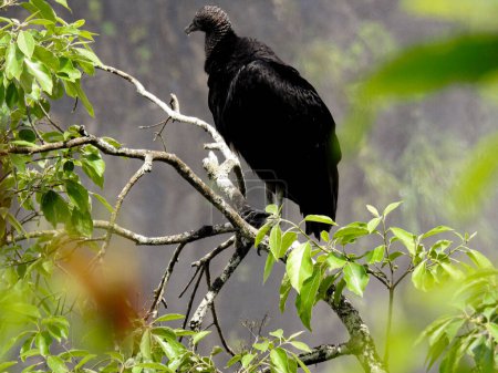 Typischer schwarzer Vogel der Selva Misionera. Catartas del Iguazu, Misiones, Argentina.Coragyps atratus