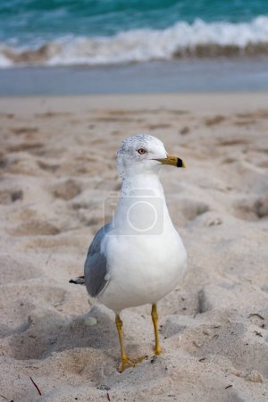 Summer afternoon in Miami, a seagull walking on the sand, more out of focus in the background.American Tourism concept