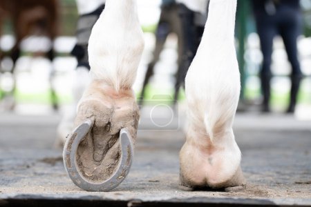 Foto de Lenguado de un caballo blanco - Imagen libre de derechos