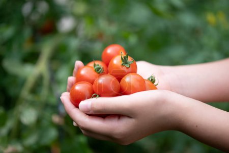 Téléchargez les photos : Main d'enfant tenant beaucoup de tomates - en image libre de droit