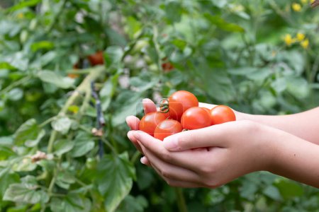 Photo for Child's hand holding a lot of tomatoes - Royalty Free Image