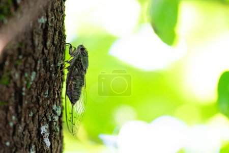 Photo for Cicada in the shade of a tree - Royalty Free Image