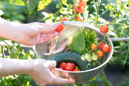 Téléchargez les photos : Mains femelles récoltant des légumes d'été - en image libre de droit