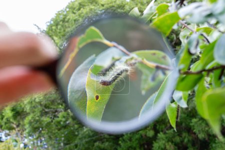 Photo for Looking at a caterpillar with a magnifying glass - Royalty Free Image