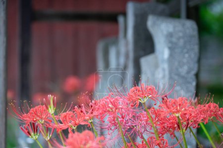 Téléchargez les photos : Beaucoup de lis d'araignée rouge japonais - en image libre de droit