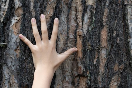 Téléchargez les photos : Main de l'enfant touchant le pin - en image libre de droit