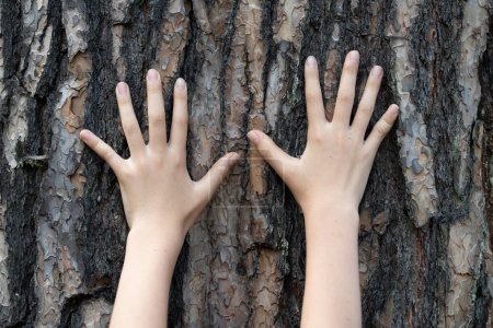 Téléchargez les photos : Les mains de l'enfant touchant le pin - en image libre de droit