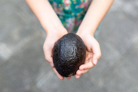 Photo for Child's hand holding ripe avocado - Royalty Free Image