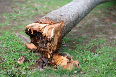 Téléchargez les photos : Un arbre qui s'est effondré de la racine - en image libre de droit