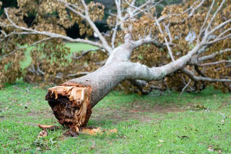 Foto de Un árbol que se rompió desde la raíz - Imagen libre de derechos
