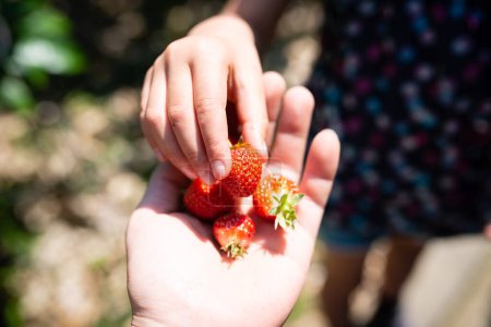 Photo for Parent and child hands handing over strawberries - Royalty Free Image