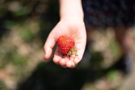 Téléchargez les photos : Main d'enfant tenant une fraise - en image libre de droit