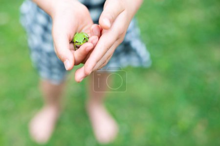 Photo for Frog caught by a child - Royalty Free Image