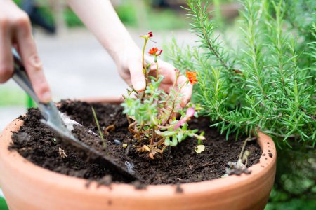Téléchargez les photos : Femme plantant à la main un semis dans un pot de fleurs - en image libre de droit