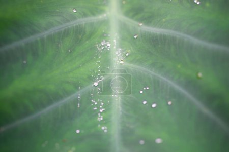 Photo for Water drops on a leaf - Royalty Free Image