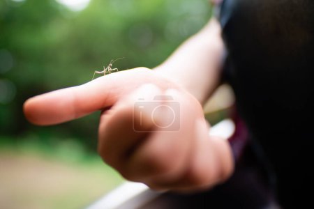 Photo for Mantis baby in a child's hand - Royalty Free Image