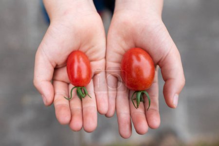 Photo for Child's hands holding a tomato - Royalty Free Image