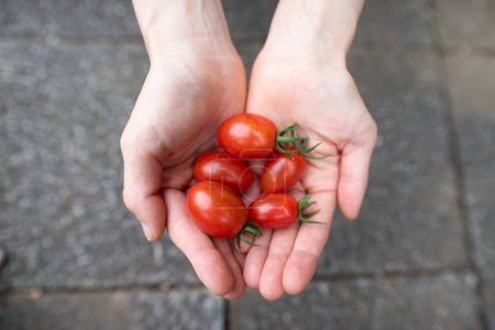 Téléchargez les photos : Main féminine tenant une tomate - en image libre de droit