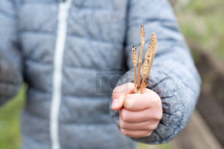 Photo for Child with Tsukuushi in her hand - Royalty Free Image