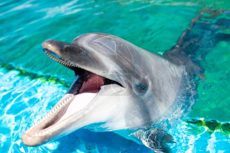 Téléchargez les photos : Un dauphin sorti de la piscine - en image libre de droit