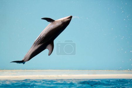 Photo for Dolphin jumping in the pool - Royalty Free Image
