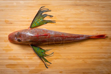 Photo for Gurnard on the cutting board - Royalty Free Image