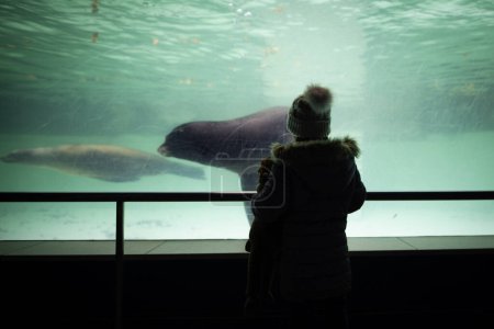 Photo for Girl watching Sea Lion in aquarium - Royalty Free Image