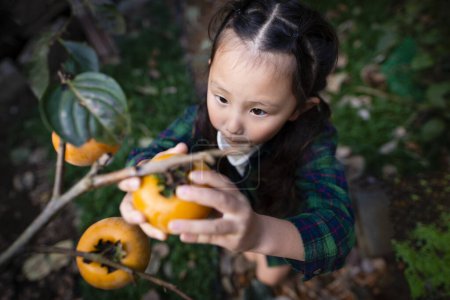 Téléchargez les photos : Fille prendre un persimmon dans le jardin - en image libre de droit