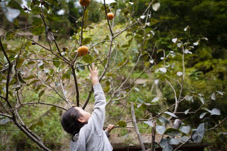 Photo for A girl trying to take persimmons - Royalty Free Image