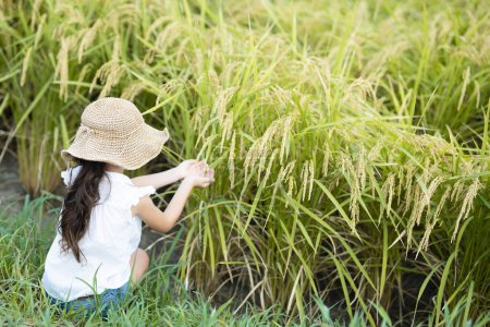 Téléchargez les photos : Enfant touchant le riz dans le champ - en image libre de droit