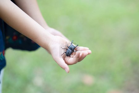 Foto de Escarabajo ciervo en manos de un niño - Imagen libre de derechos