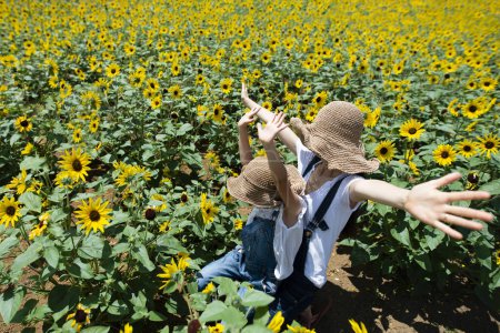 Photo for Sunflower field and parent and child - Royalty Free Image
