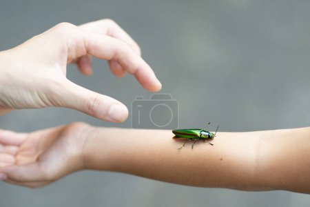 Foto de Jewel Beetle en manos humanas - Imagen libre de derechos
